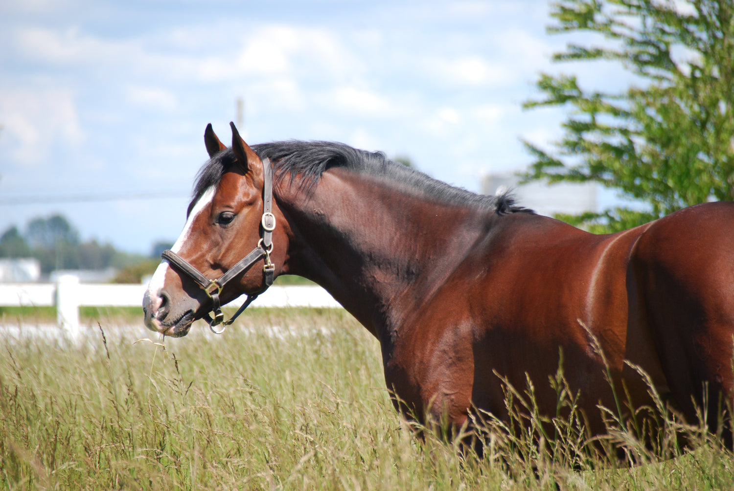 Horse in the Wild 