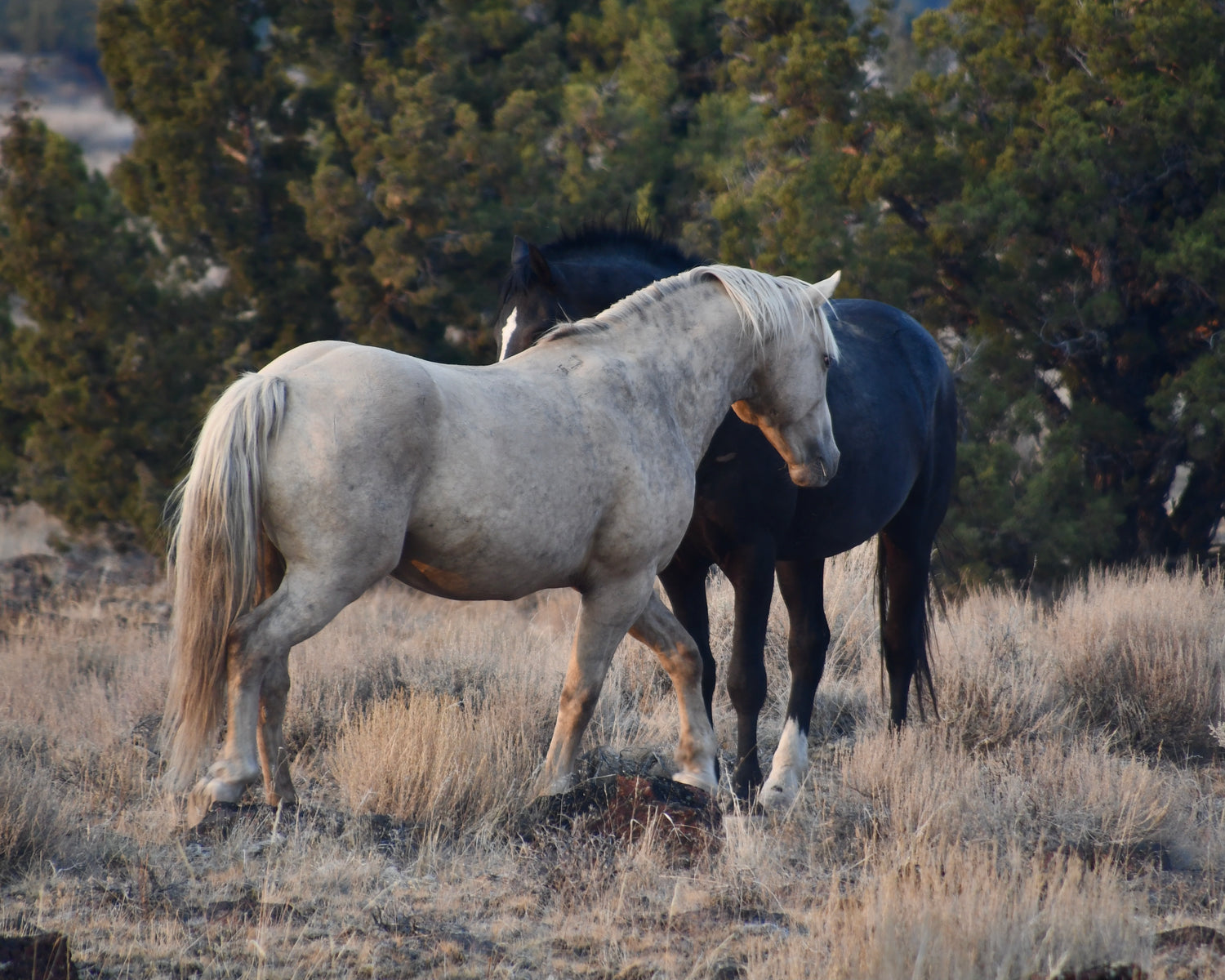 Silver by the River - Original Art - Jennifer Pratt Artist - Shop equestrian art, horse paintings and horse portraits