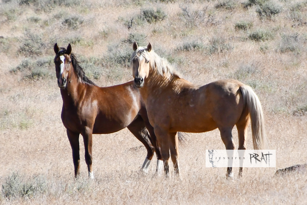 South Steens HMA Trip Report 2024