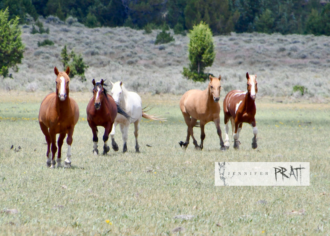 South Steens HMA 2026 Trip Report