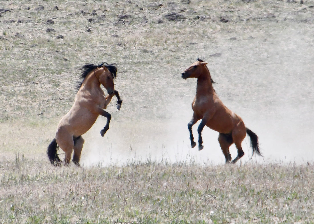 Kiger Mustang Ride and Steens 2025 Trip Report